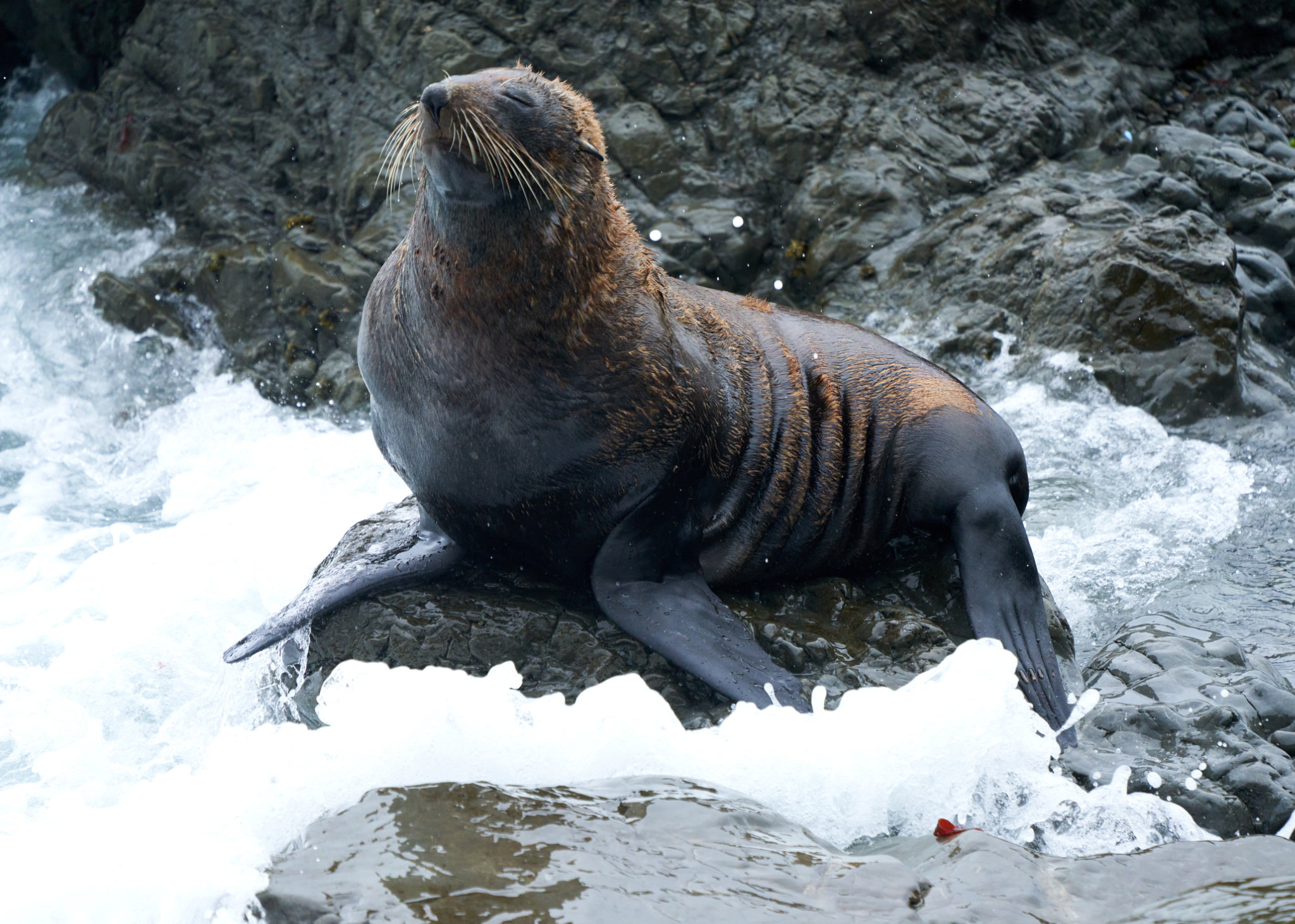 Seal of Approval